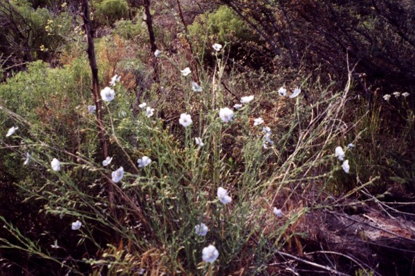 Indigenous Flowers